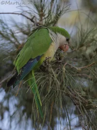 Papegaaien van Afrika en de Nieuwe Wereld [Psittacidae]
